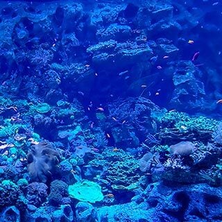 A Whole New Way to Experience Shedd Aquarium