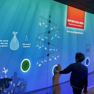 Interactive Projections Illustrate the Promise of Coral Restoration